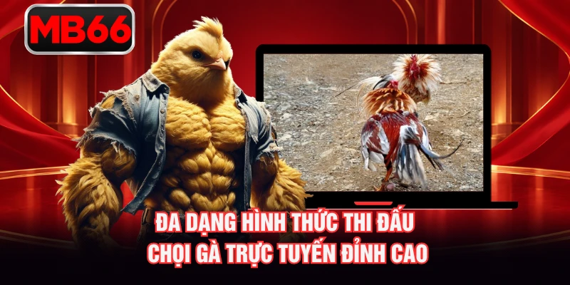 Đa dạng hình thức thi đấu chọi gà trực tuyến đỉnh cao Đa dạng hình thức thi đấu chọi gà trực tuyến đỉnh cao